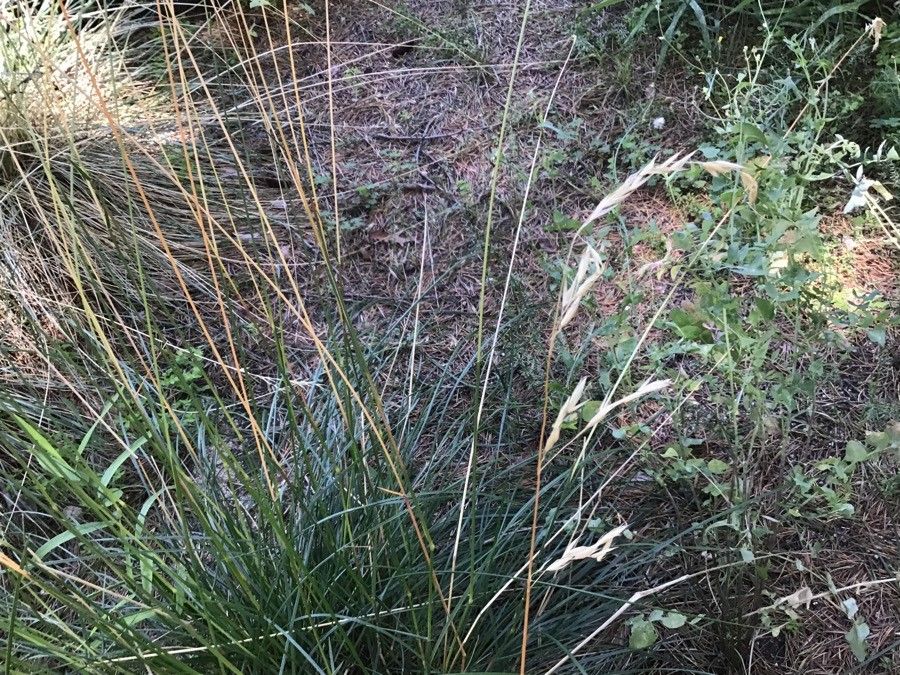 Helictotrichon cantabricum fruit