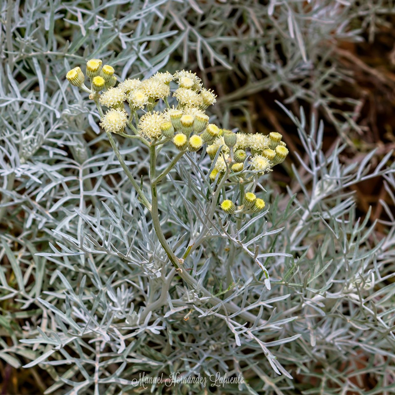 Senecio viravira habit