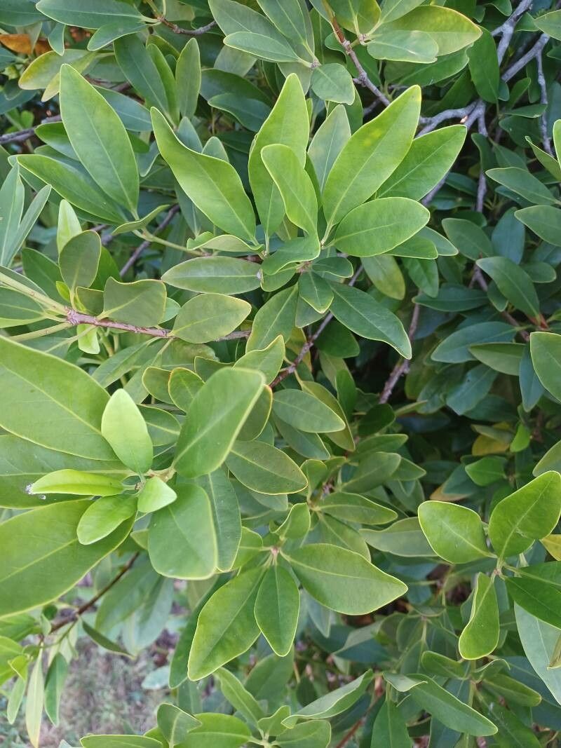 Illicium parviflorum — houseplant care guide