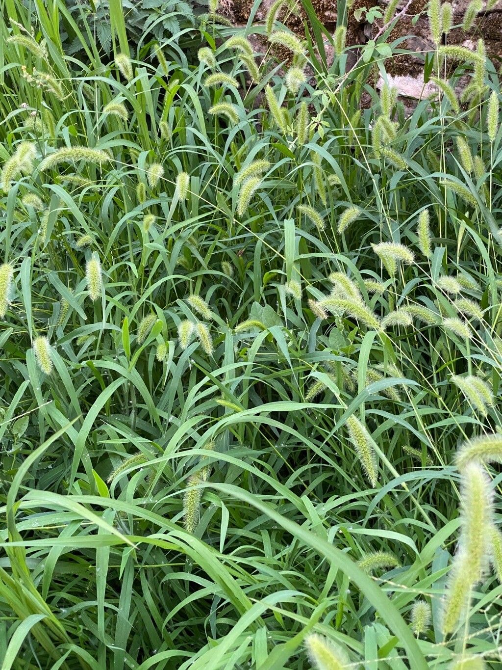 Setaria faberi habit