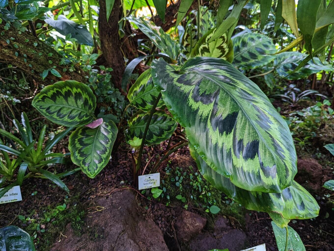 Calathea veitchiana habit