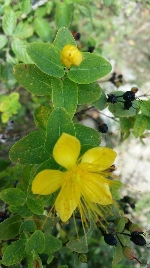 Hypericum hircinum fruit