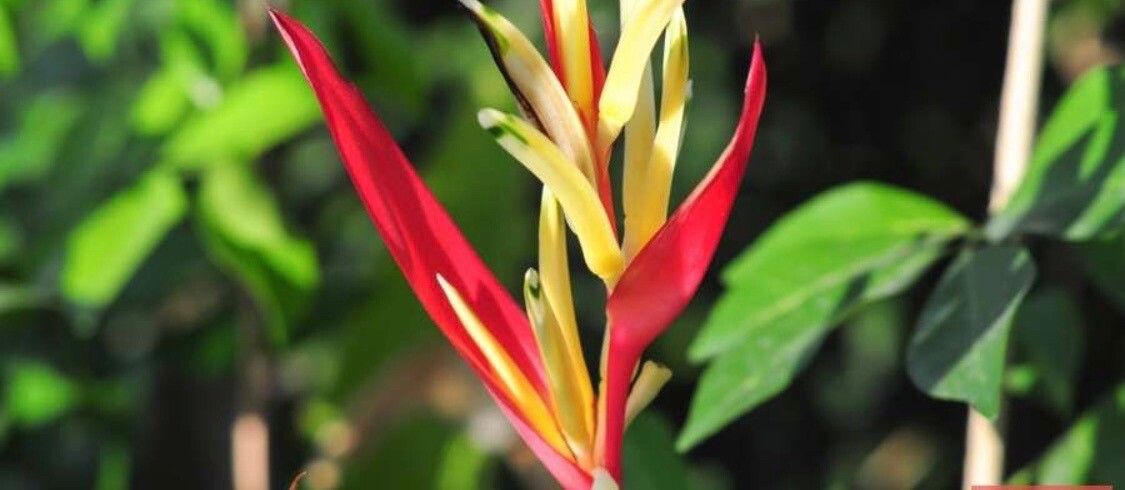 Heliconia subulata flower