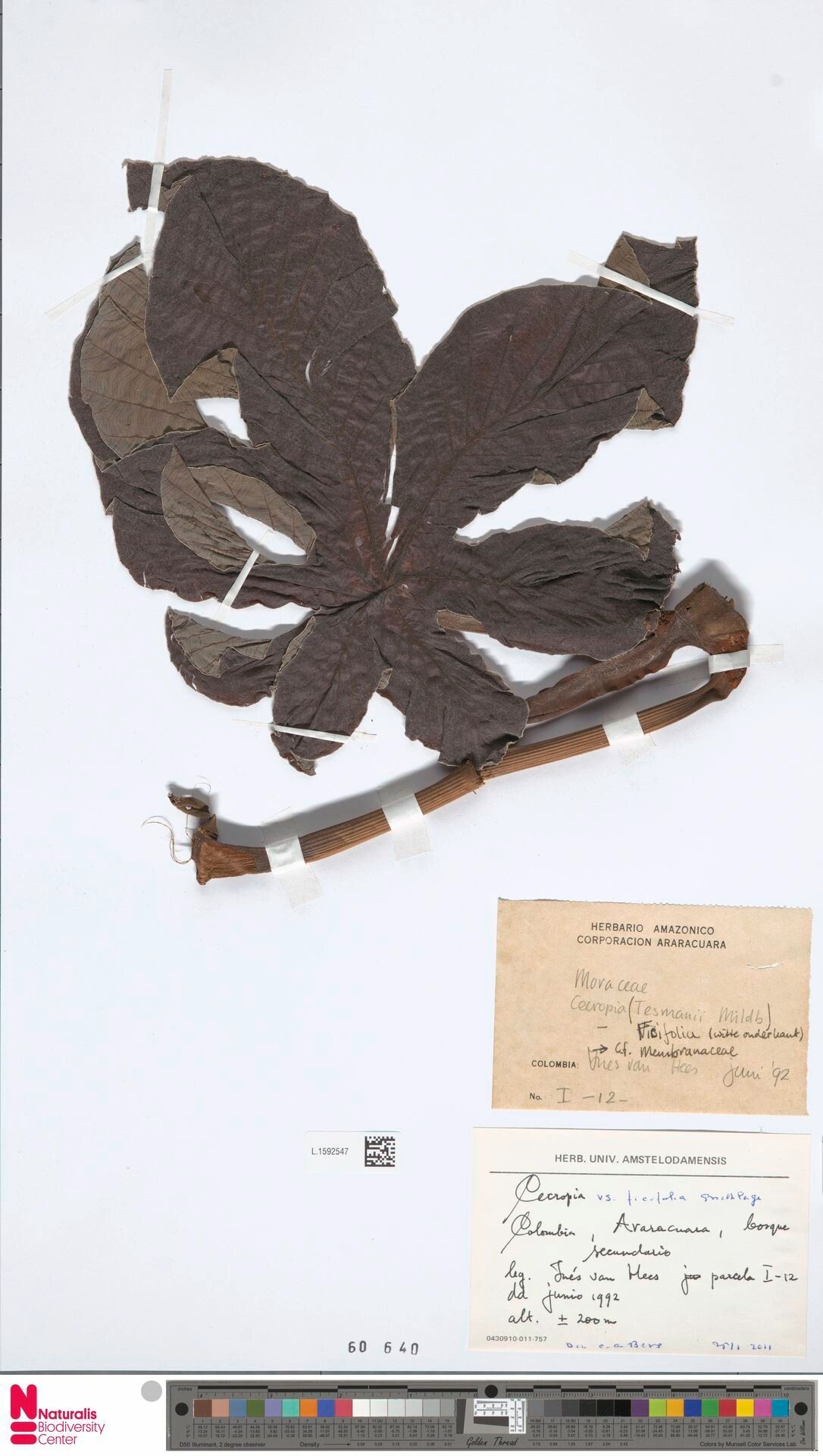 Cecropia ficifolia leaf