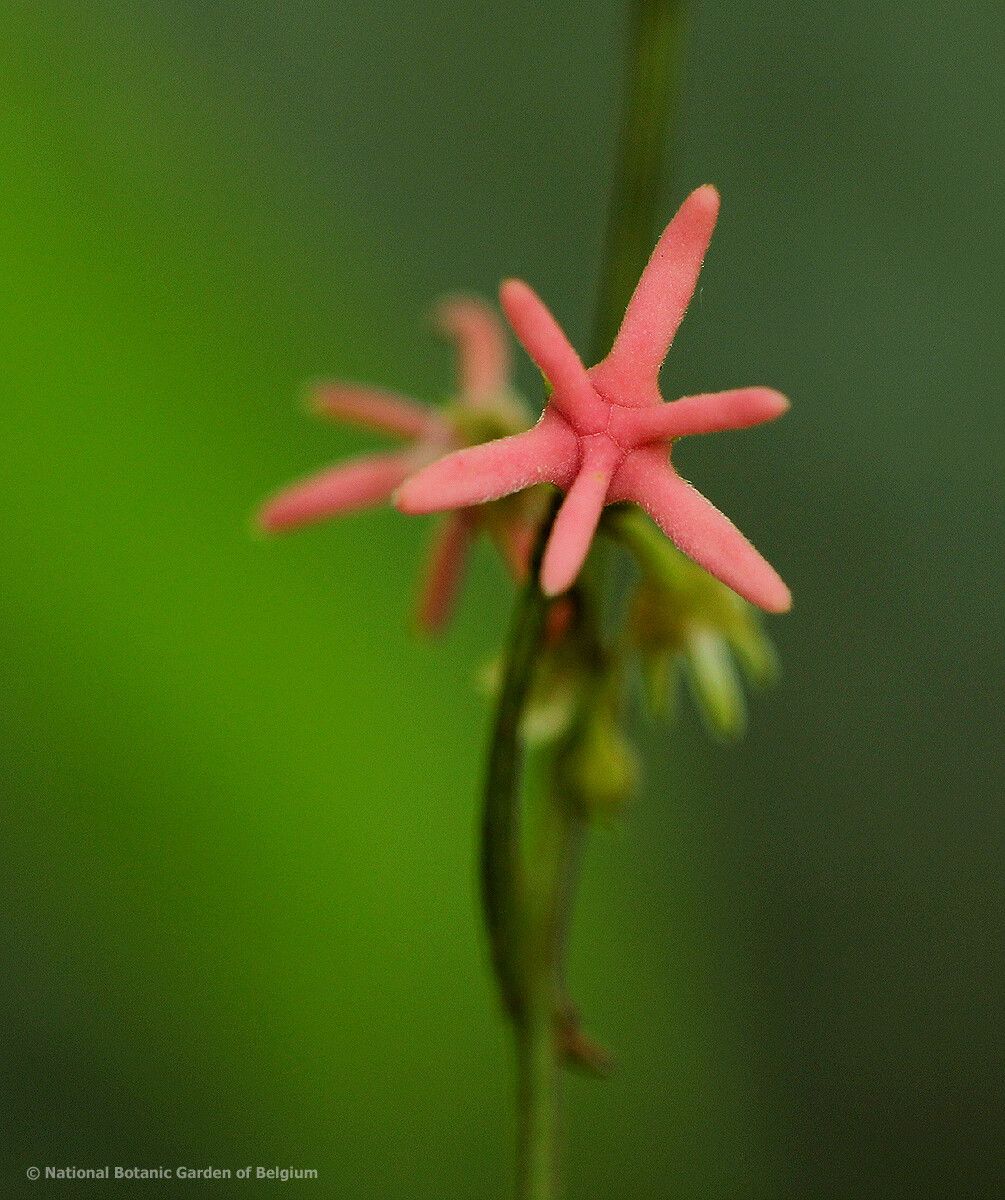 Artabotrys likimensis flower