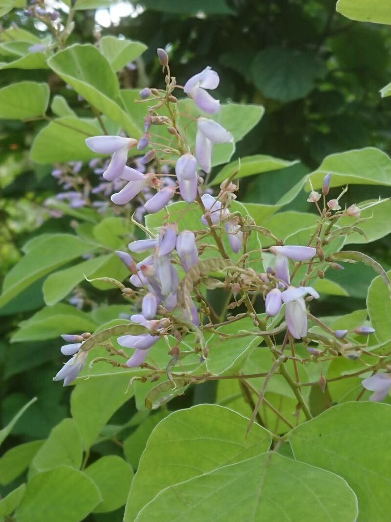 Desmodium cuspidatum — search result for 'Desmodium'