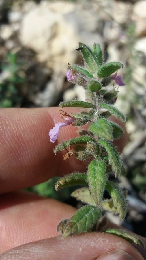 Teucrium scordium — search result for 'Teucrium'