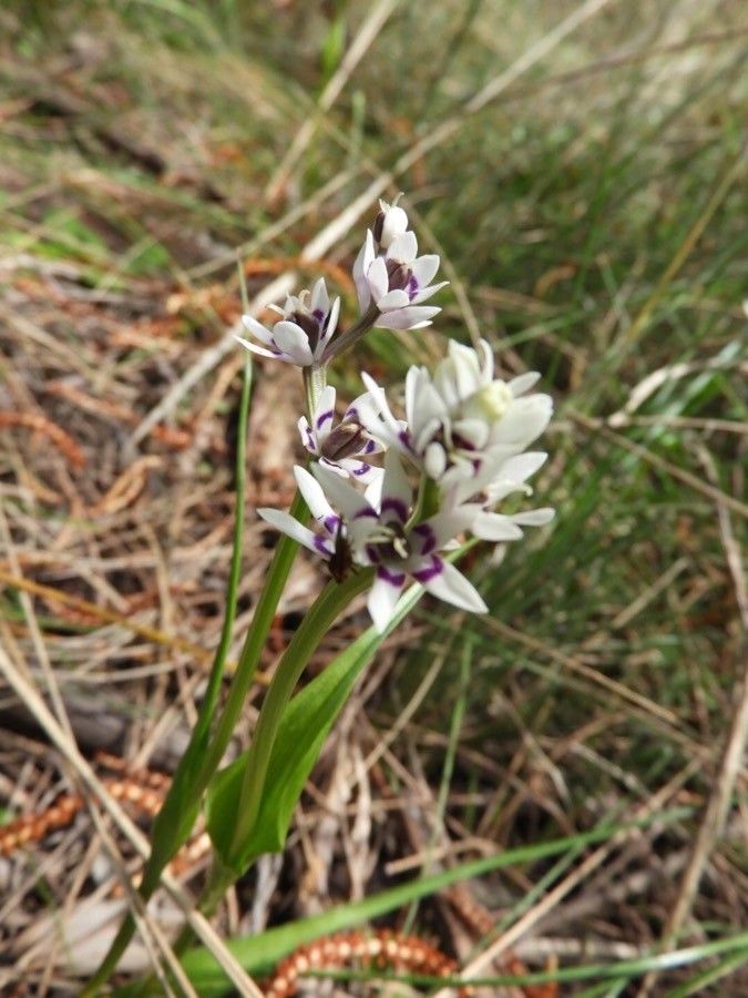 Wurmbea dioica — search result for 'Colchicaceae'