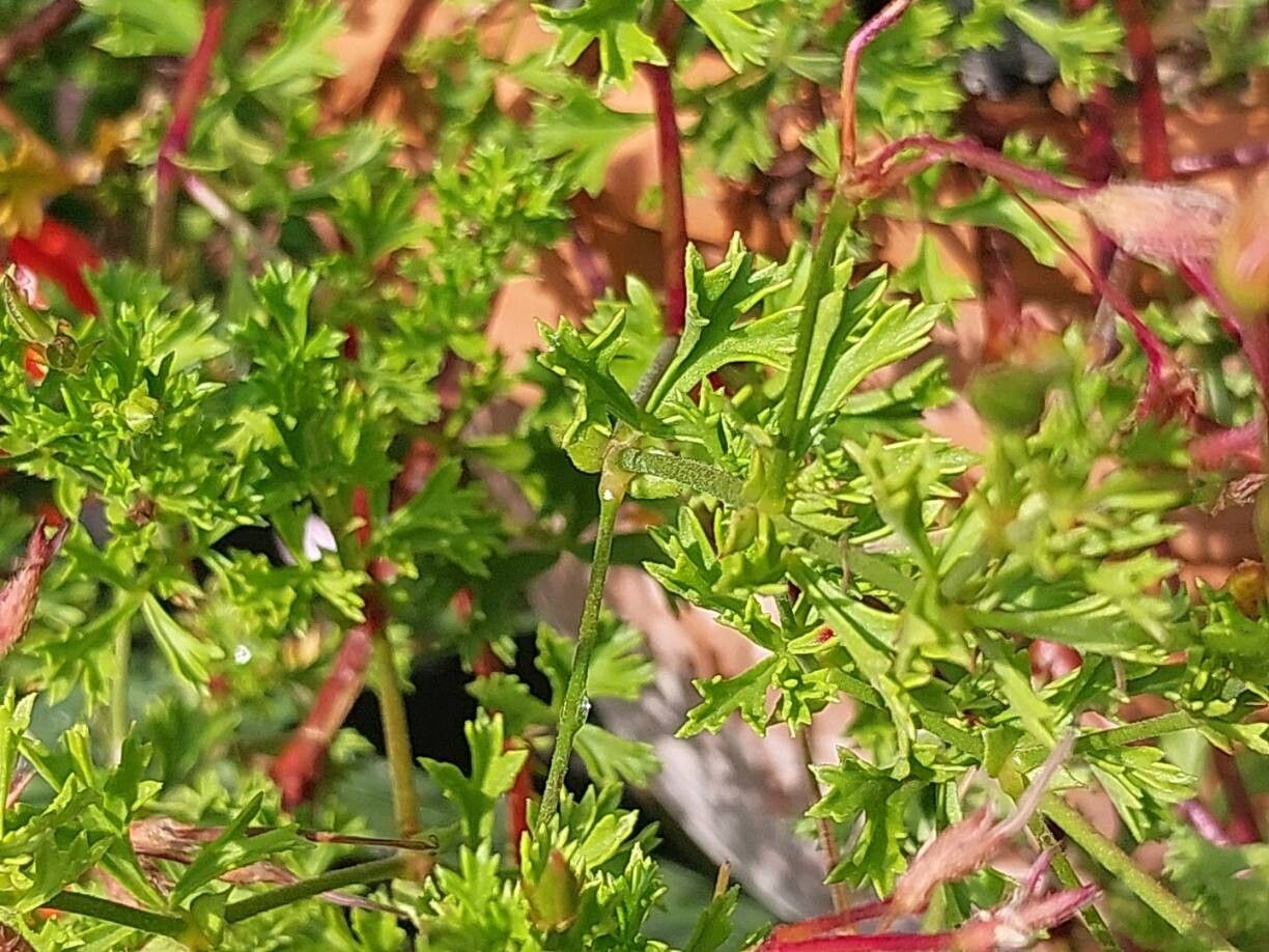 Pelargonium ternatum — houseplant care guide