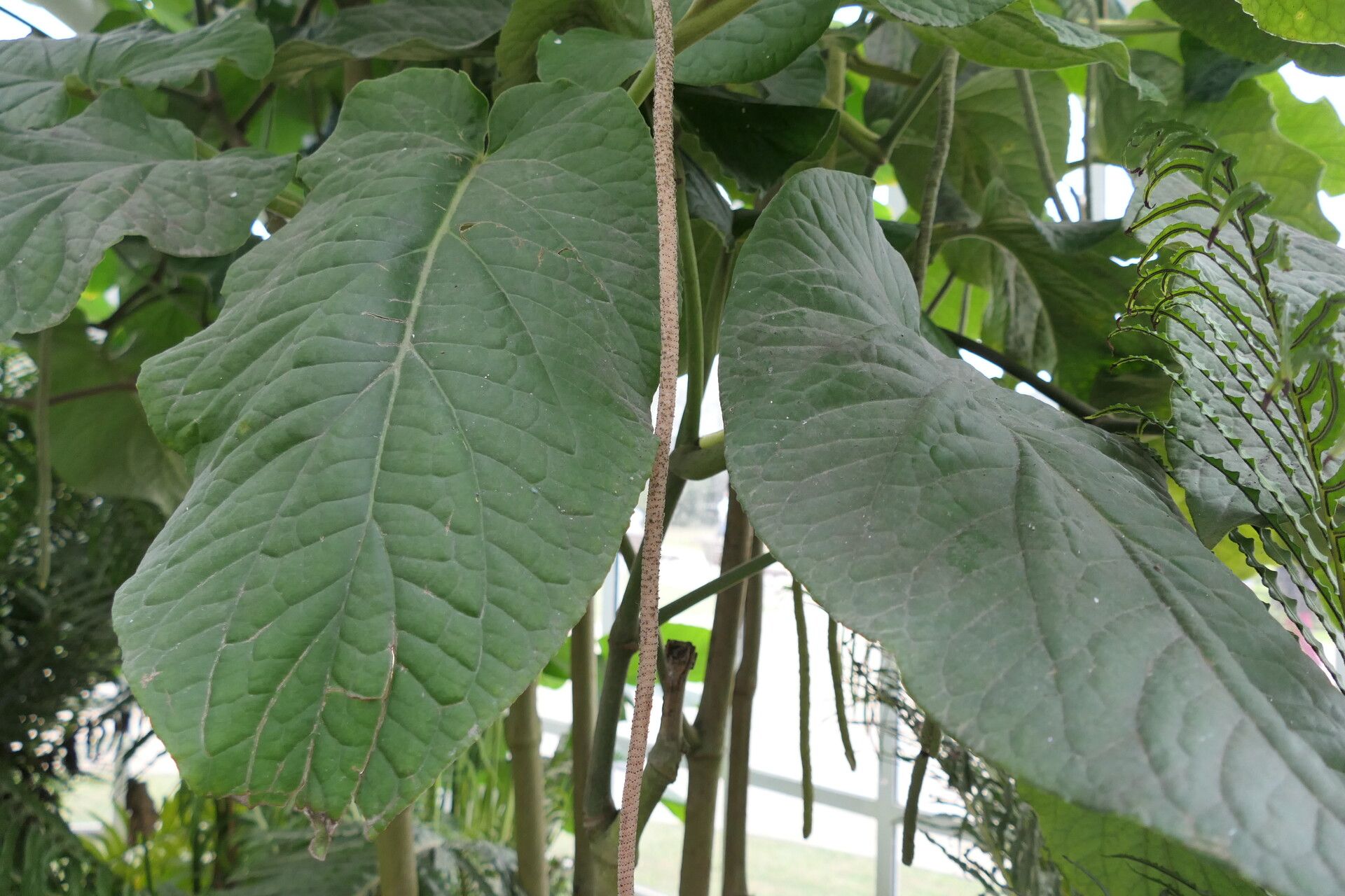 Piper cernuum — search result for 'Piper'