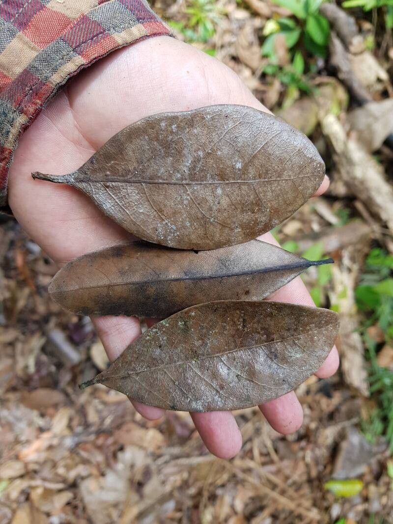 Ocotea pullifolia — houseplant care guide