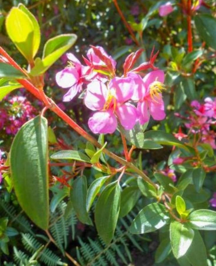 Tibouchina fraterna — search result for 'Tibouchina'
