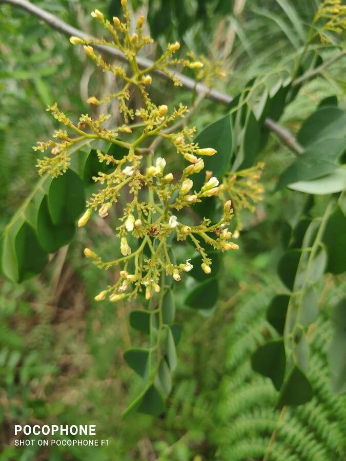 Dalbergia frutescens flower