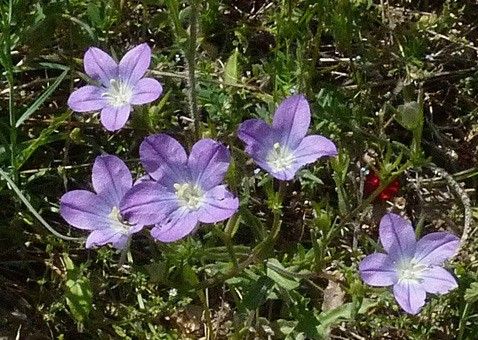 Legousia pentagonia habit