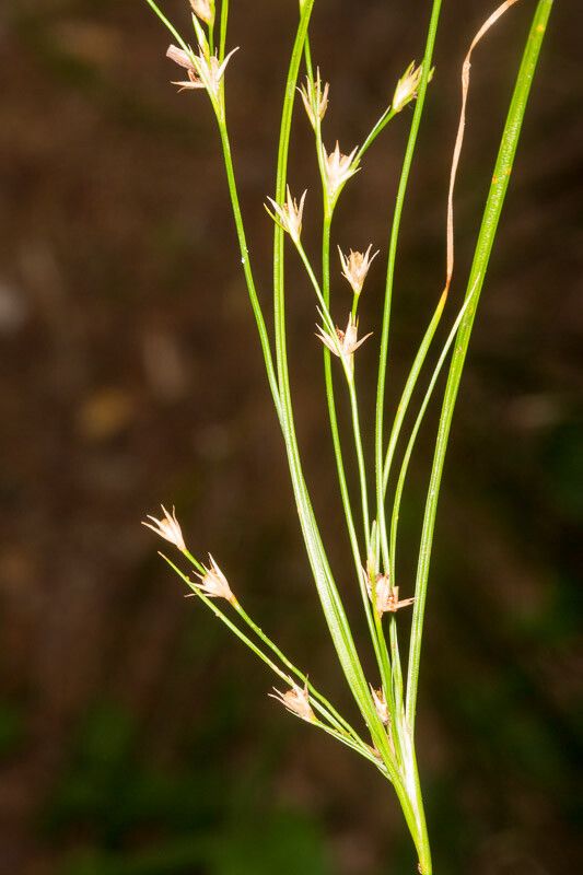 Juncus tenuis fruit