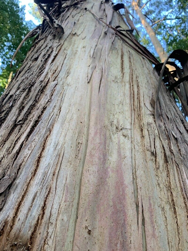 Eucalyptus glaucescens — houseplant care guide