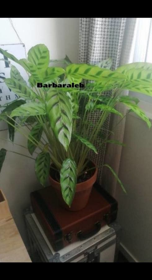 Calathea bachemiana habit