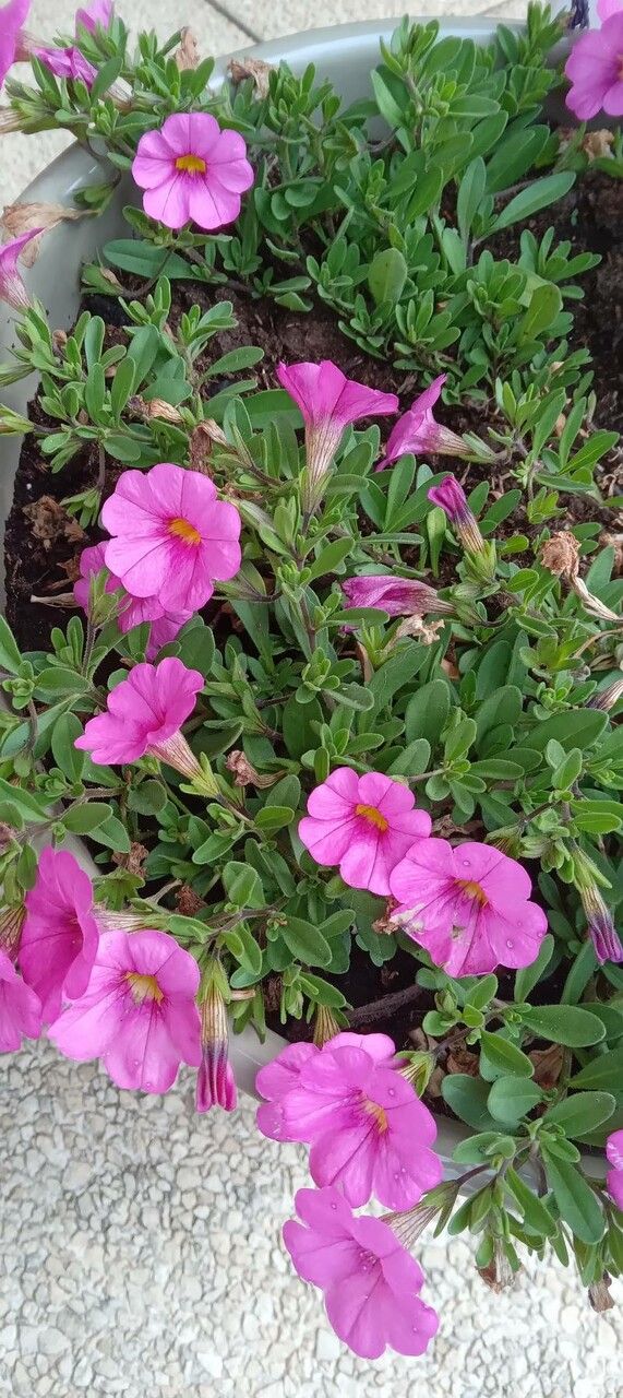 Petunia x atkinsiana habit