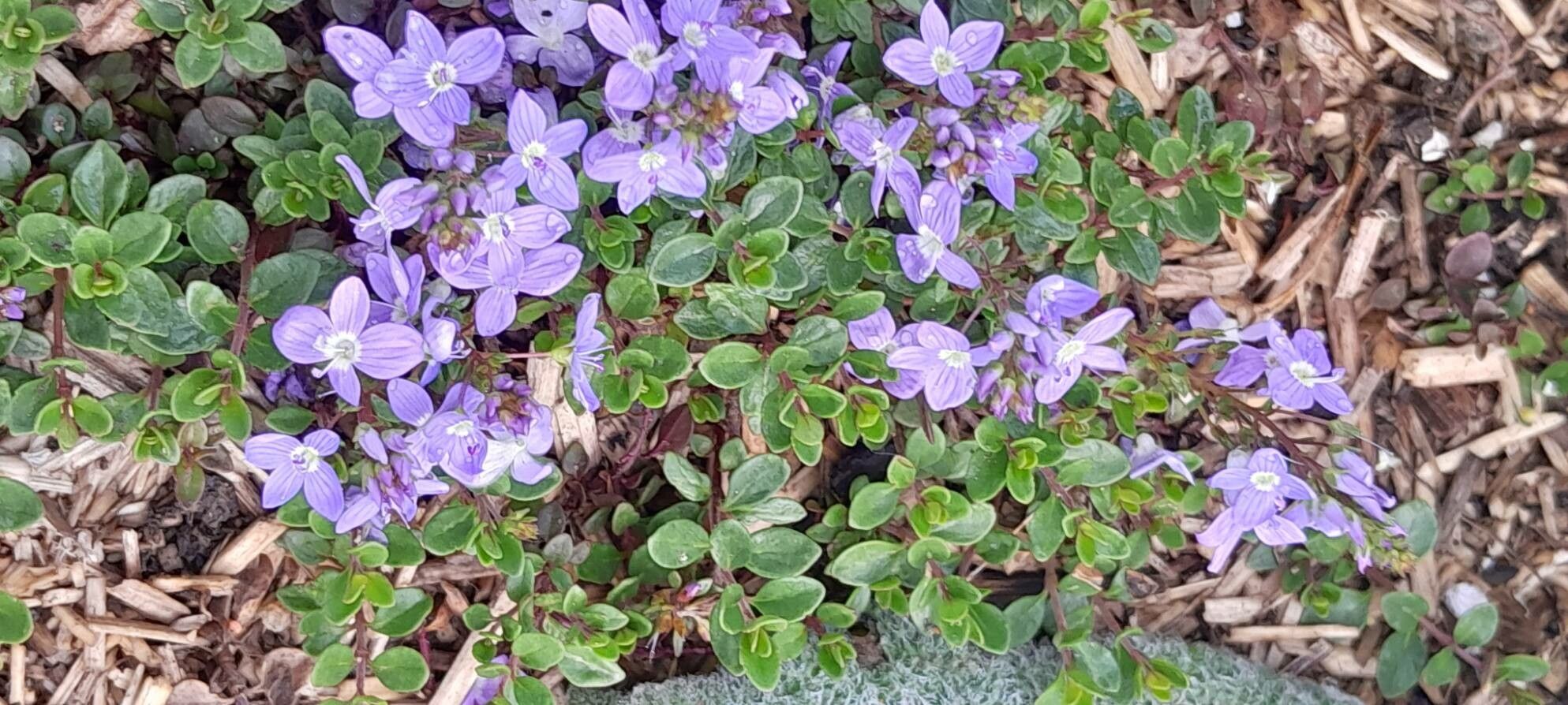 Veronica liwanensis habit