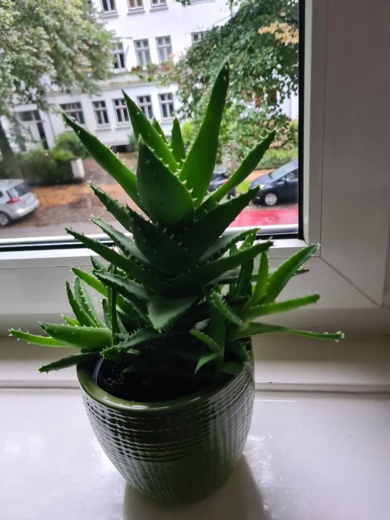 Aloe × insignis — houseplant care guide