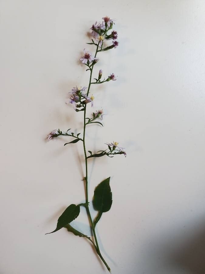 Symphyotrichum lowrieanum habit