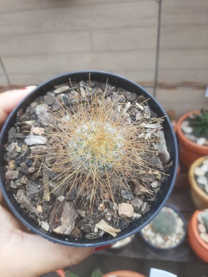 Mammillaria rekoi habit