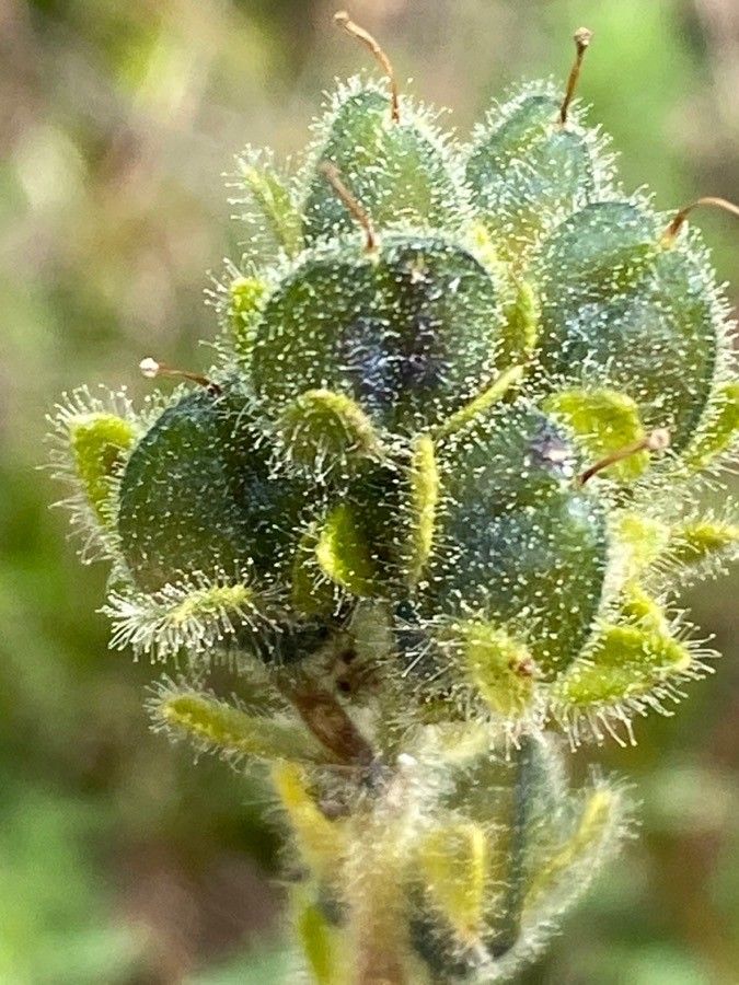 Veronica bellidioides fruit
