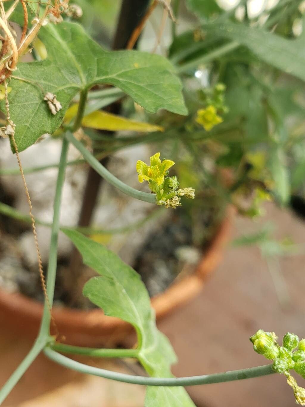 Coccinia microphylla flower