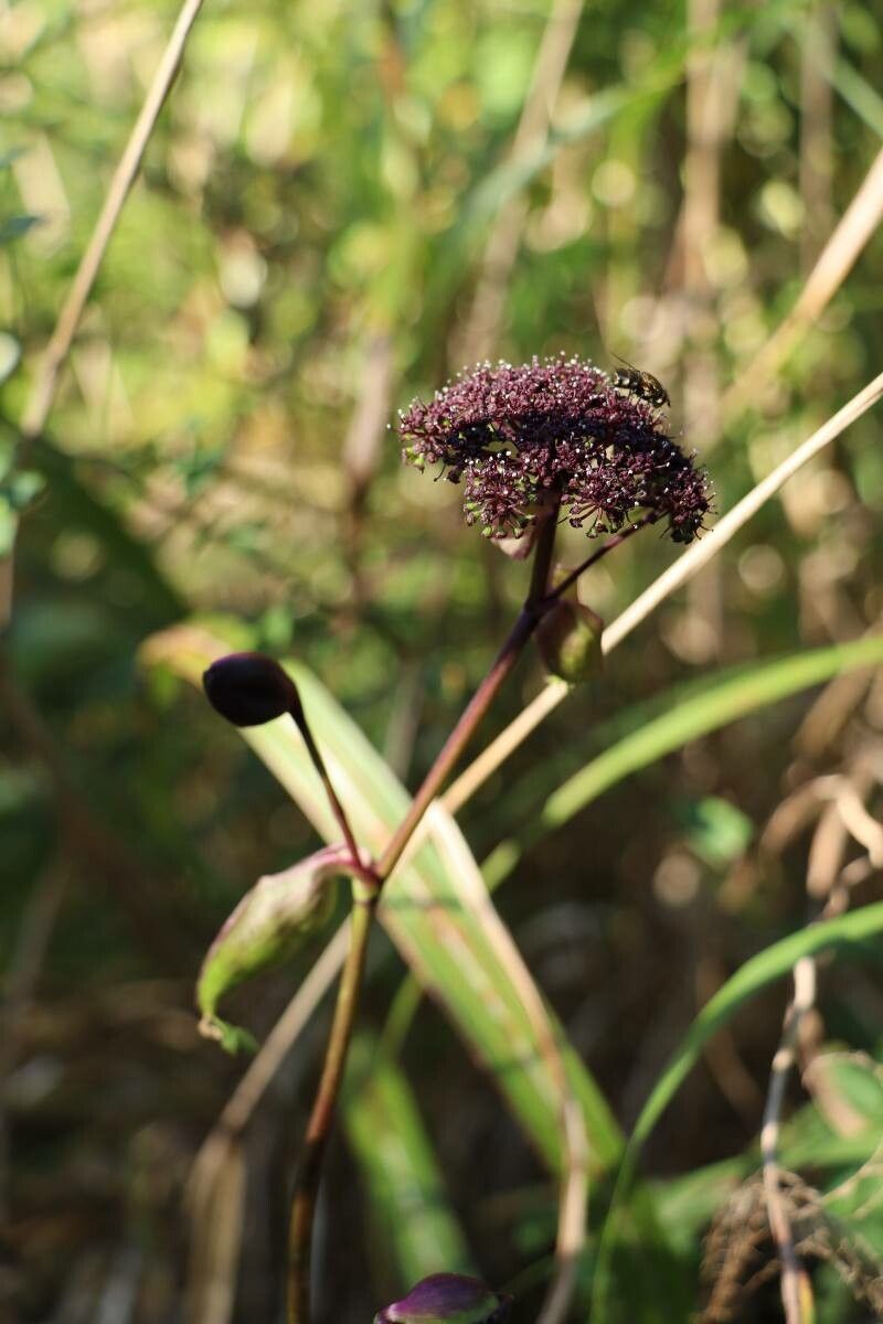 Angelica decursiva — search result for 'Angelica'