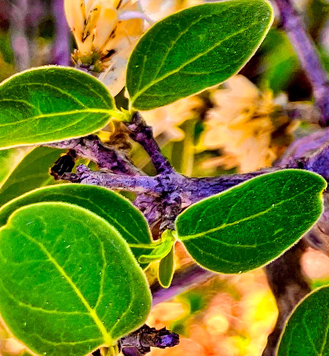 Coptosperma zygoon — houseplant care guide