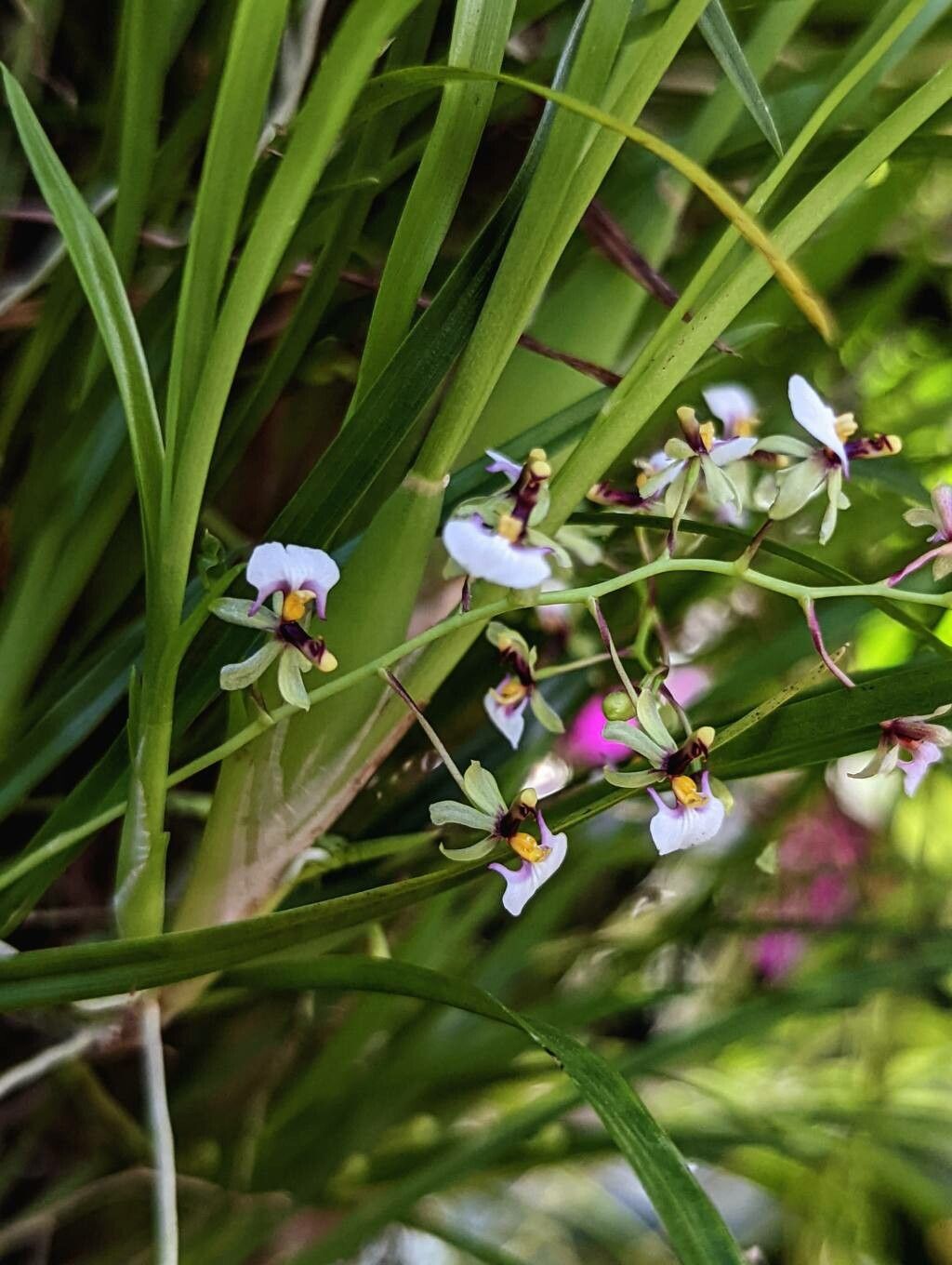 Gomesa radicans flower