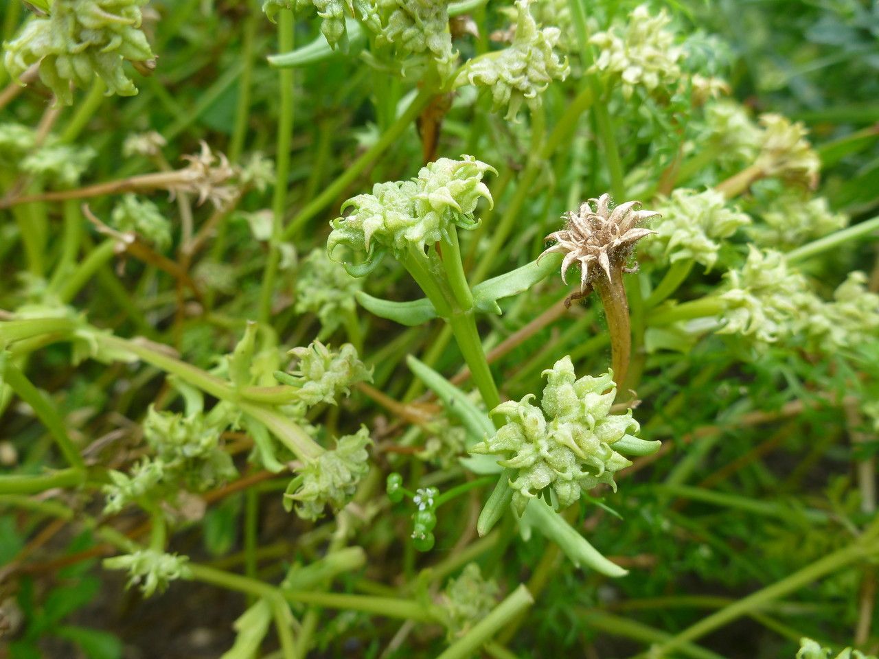 Valerianella echinata fruit