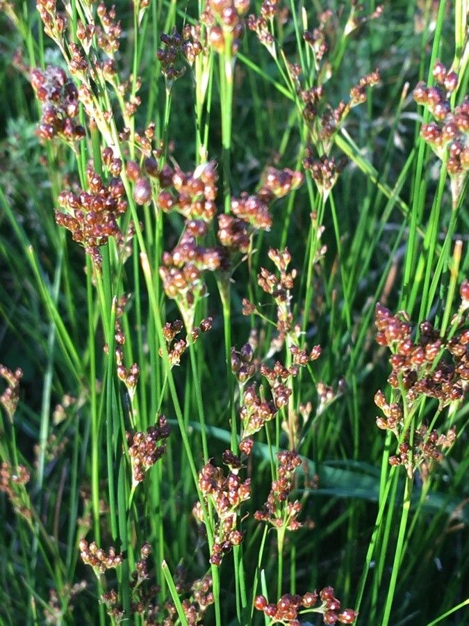 Juncus compressus flower