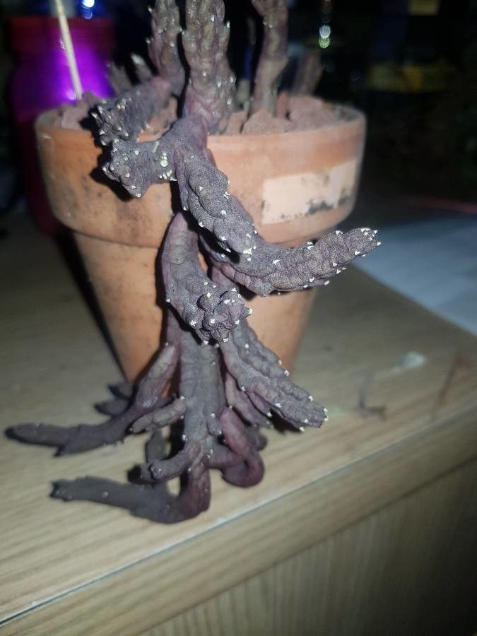 Stapelia schinzii bark