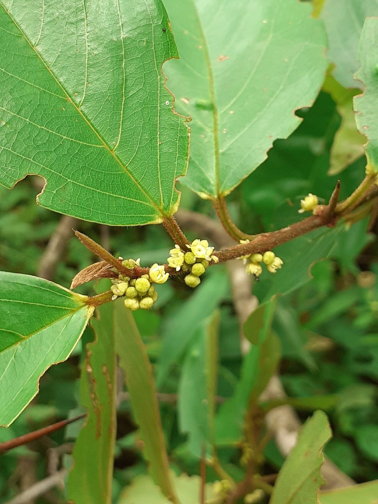 Colubrina retusa — search result for 'Colubrina'