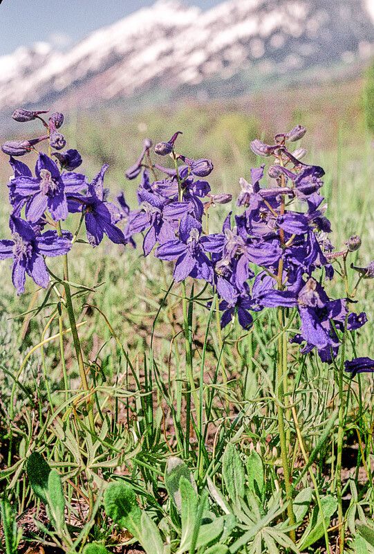 Delphinium nuttallianum