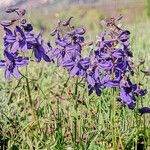 Delphinium nuttallianum