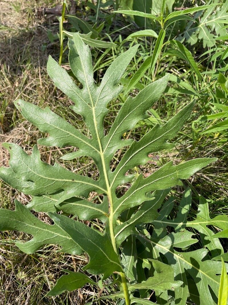 Silphium laciniatum leaf