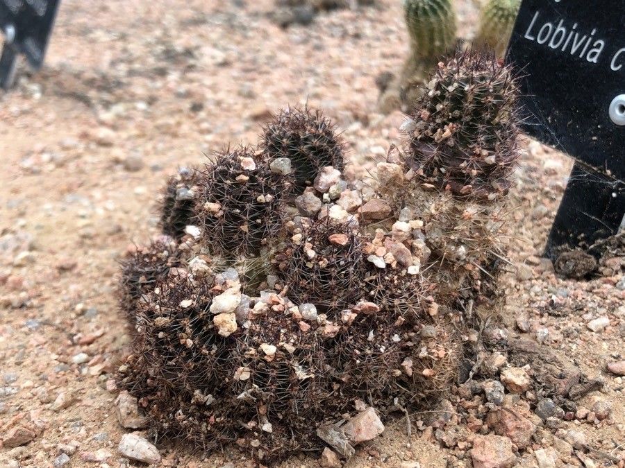 Echinopsis coquimbana habit