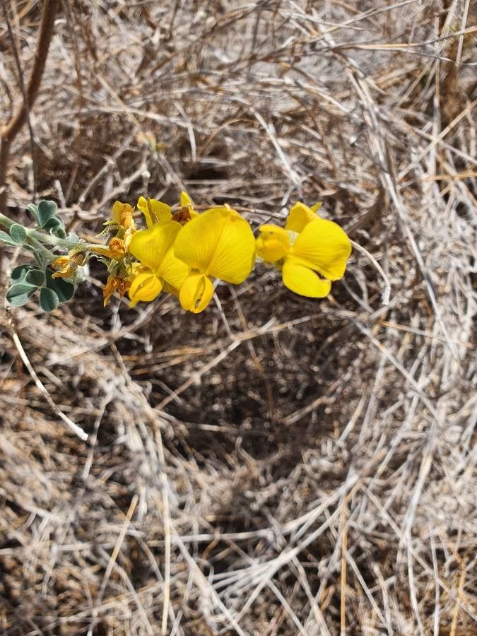 Crotalaria emarginella flower