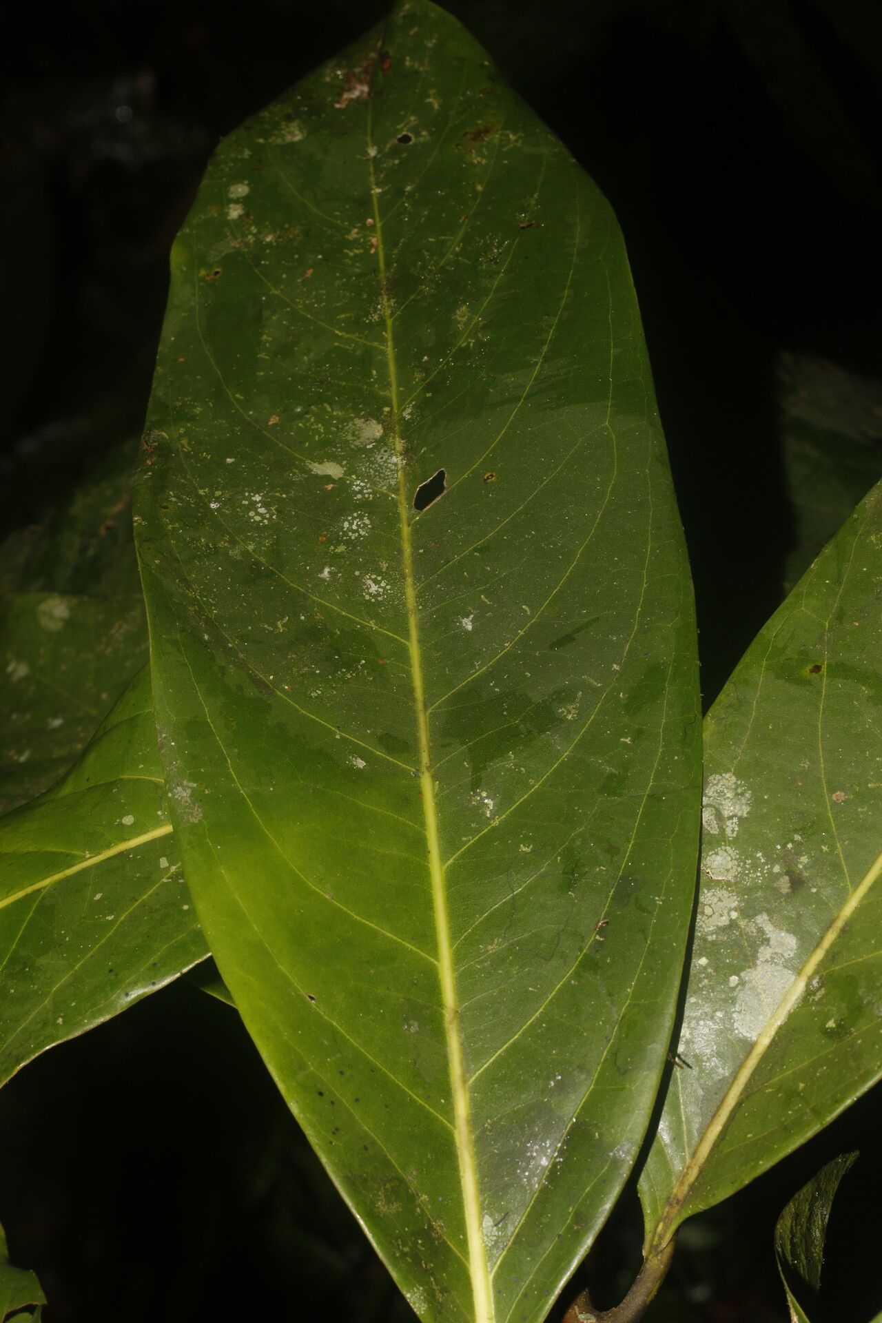 Ocotea morae leaf