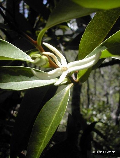 Xylopia pancheri flower