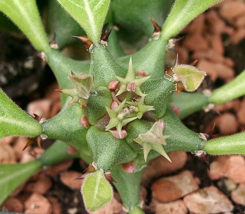 Euphorbia spinulosa other