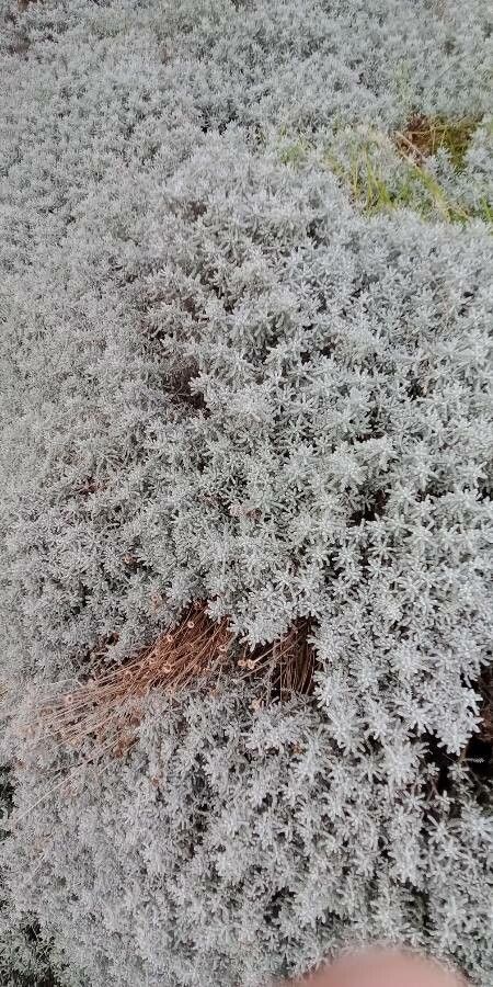 Santolina decumbens flower