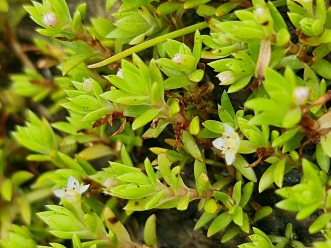 Crassula helmsii — flood tolerant houseplant