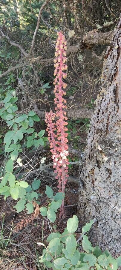 Pterospora andromedea fruit