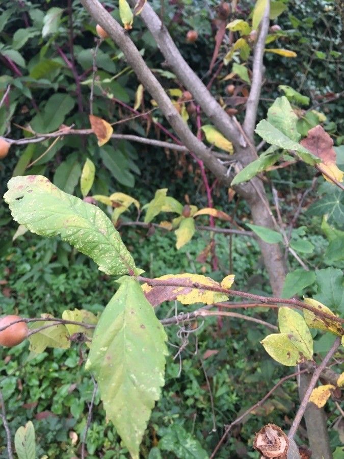 Crataegus germanica leaf