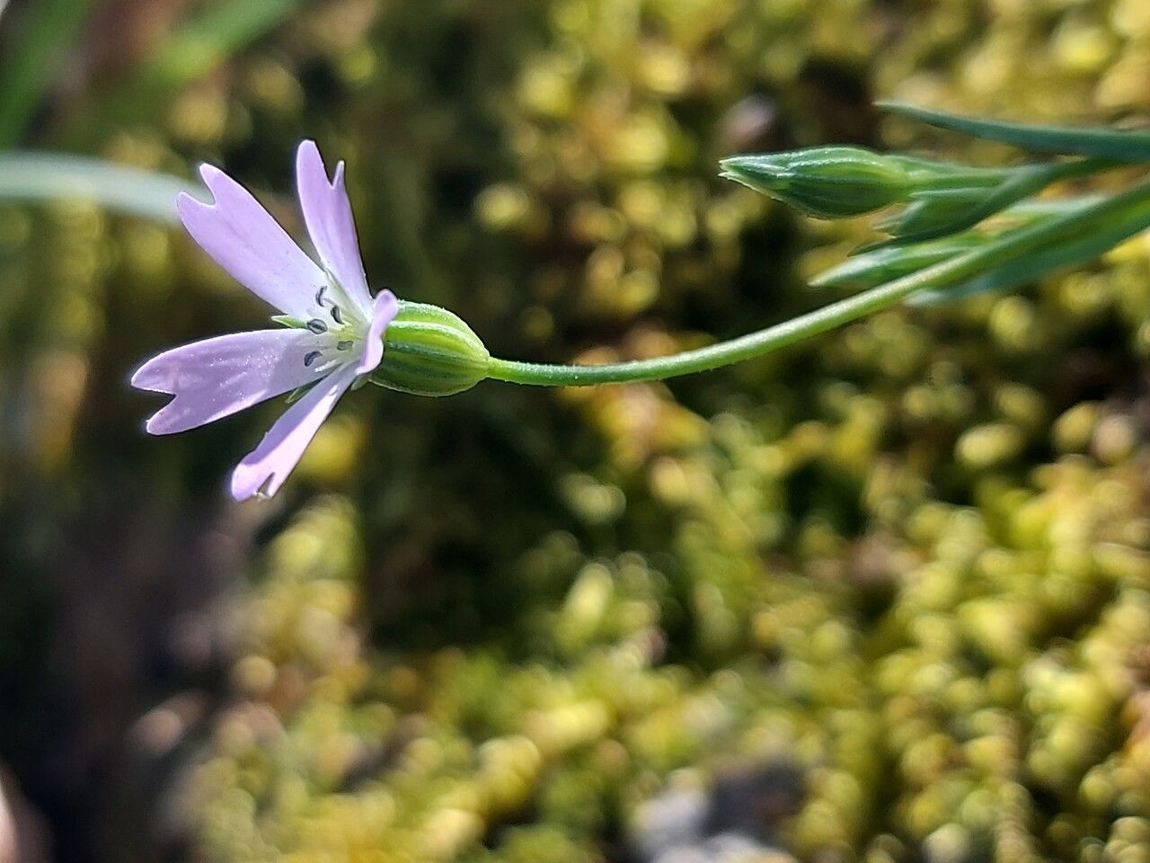 Eudianthe laeta flower