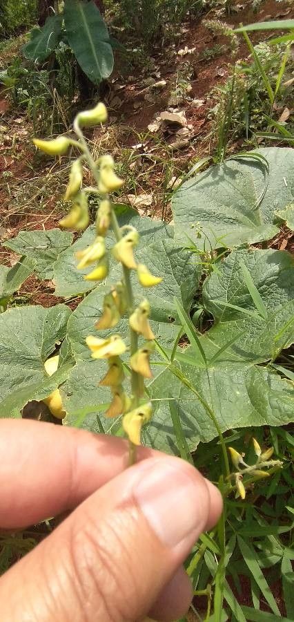 Crotalaria trichotoma — search result for 'Crotalaria'