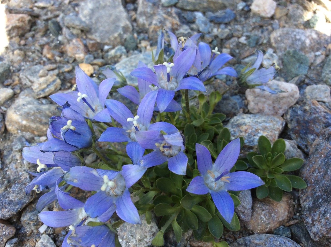 Campanula cenisia flower